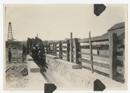 Cattle dipping and draining at the Johnson Ranch at San Antonio del Mar