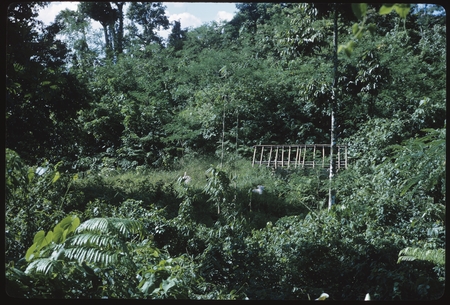 A platform in the bush.