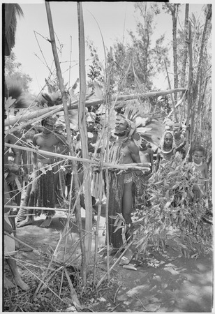 Pig festival, uprooting cordyline ritual: decorated man next to framework attached to casuarina tree