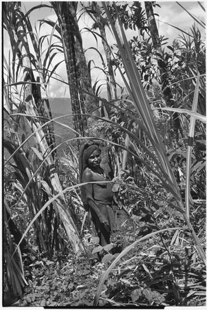 Gardening: woman among sugarcane plants