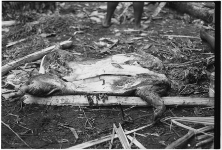 Pig festival, pig sacrifice, Tsembaga: butchered pig