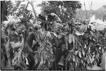 Pig festival, singsing, Kwiop: decorated men with feather headdresses dance