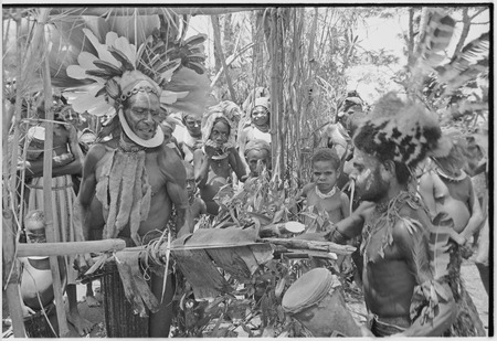 Pig festival, uprooting cordyline ritual: decorated man holds bespelled stakes, to be planted at clan boundary