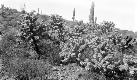 Cholla cactus on slope behind mission