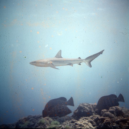 [Clipperton Island shark swimming over reef]