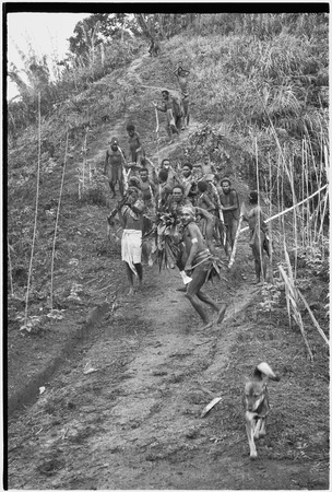 Pig festival, singsing preparations: men use stakes and cordyline to expel enemy spirits from path which allies must travel