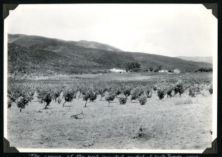 Vineyard on the north side of the Santo Tomás Valley