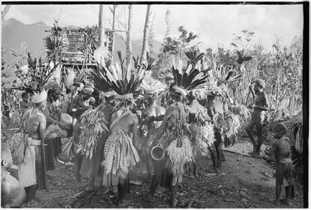 Pig festival, uprooting cordyline ritual: decorated clan members witness plant being removed from ground