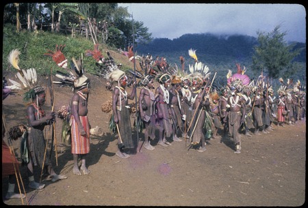 Pig festival, singsing preparations, Tuguma: Tuguma men, wearing feather headdresses and colorful garments, rehearse song