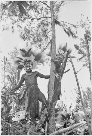 Pig festival, uprooting cordyline ritual: decorated men on framework in casuarina tree