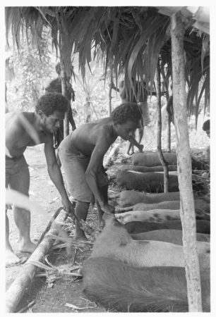 Men tying out pigs for taualea, feasting shelter, ritual.