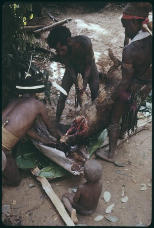 Pig festival, uprooting cordyline ritual, Tuguma: men collect blood from sacrificed pig