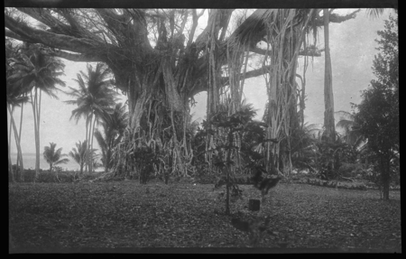 Large banyan tree, Trobriand Islands