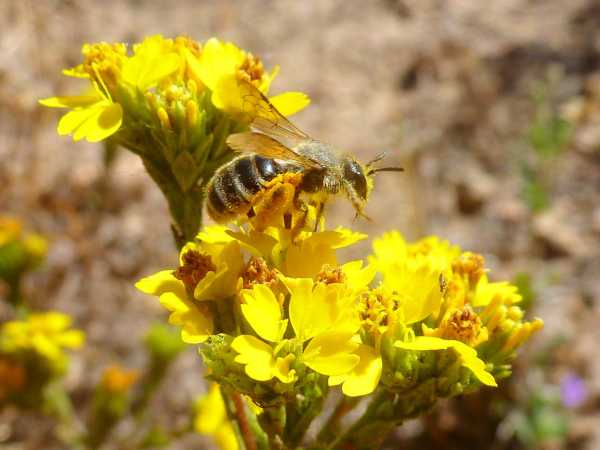 Plant-pollinator interaction networks in coastal sage scrub reserves and fragments in San Diego