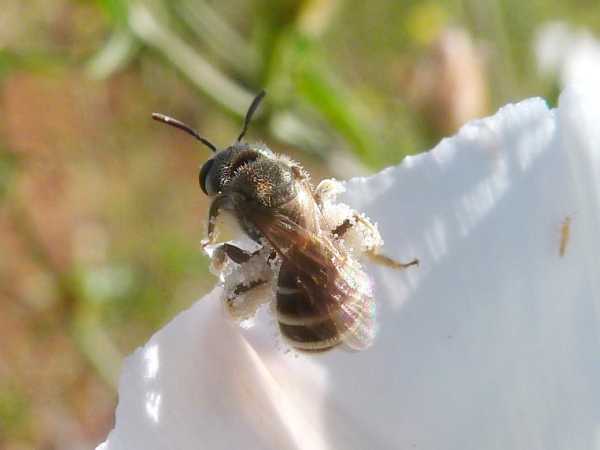 Native bees in San Diego's coastal sage scrub reserves and fragments, surveyed in 2015 and 2016
