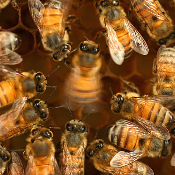 Bee Research Methods: Video Demonstrations