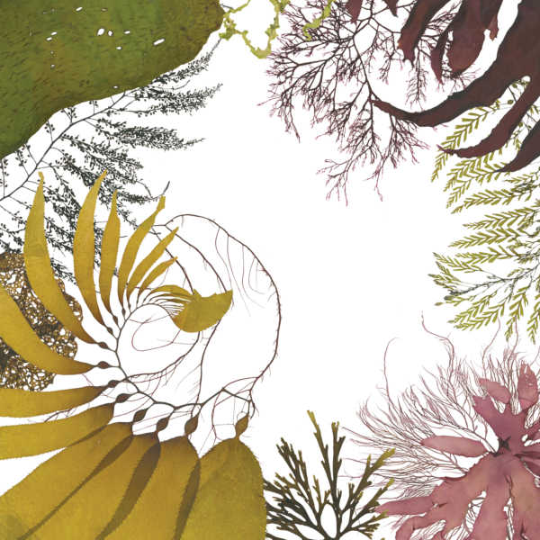 Ellen Browning Scripps Herbarium Collection