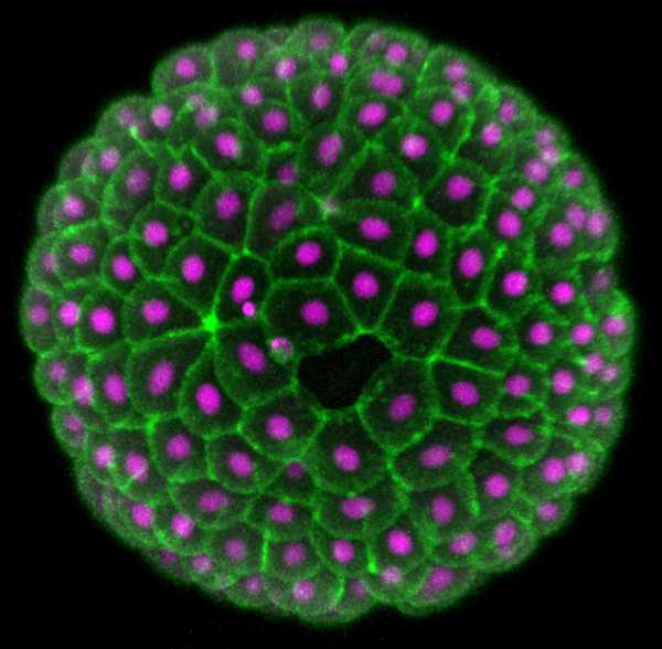 Data from: Lineage tracing shows that cell size asymmetries predict the dorsoventral axis in the sea star embryo