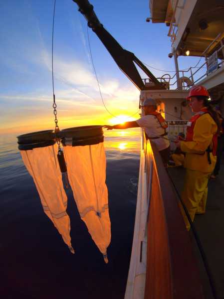 California Cooperative Oceanic Fisheries Investigations (CalCOFI): Cruise Images