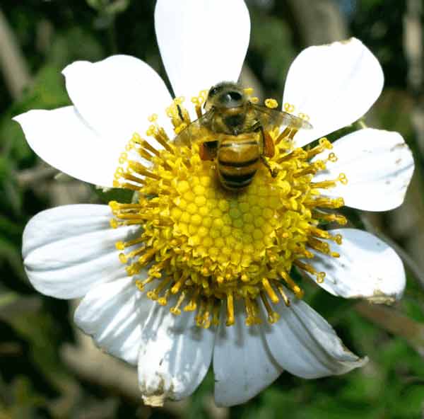 Teaching Bee