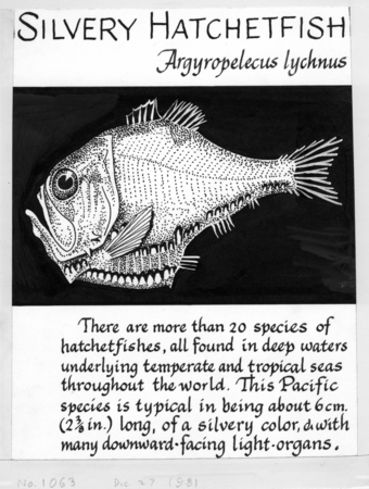Silvery hatchetfish: Argyropelecus lychnus (illustration from &quot;The Ocean World&quot;)