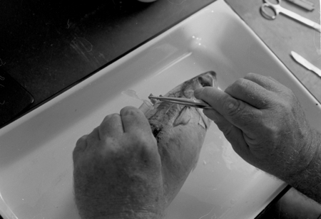 Richard Rosenblatt doing a fish dissection
