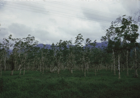 Rubber Trees, 1953
