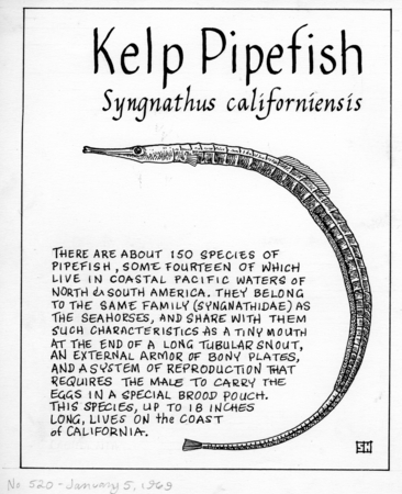 Kelp pipefish: Syngnathus californiensis (illustration from &quot;The Ocean World&quot;)