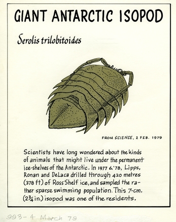 Giant Antarctic isopod: Serolis trilobitoides (illustration from &quot;The Ocean World&quot;)