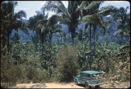 Vegetation near Juan Sánchez, on the road to Puerto Vallarta