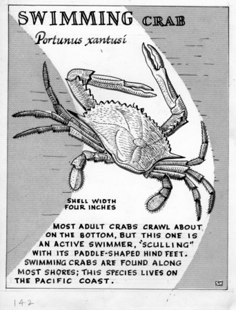 Swimming crab: Portunus xantusi (illustration from &quot;The Ocean World&quot;)