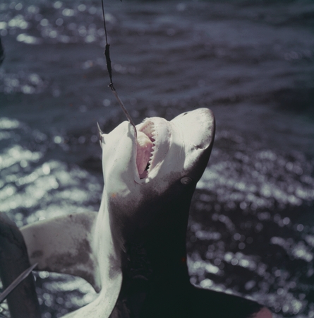 Shark caught on a fishing line, Library Digital Collections