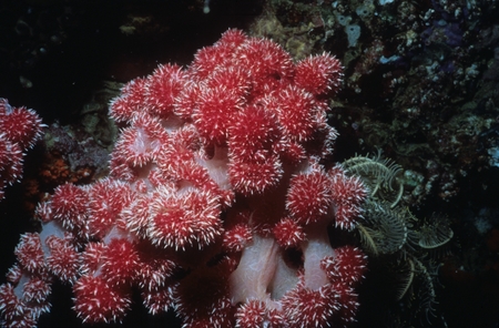Red soft coral