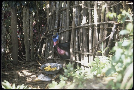 Cassowary caged in a small pen being fed