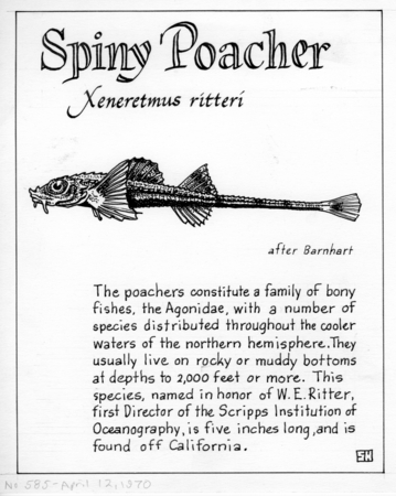 Spiny poacher: Xeneretmus ritteri (illustration from &quot;The Ocean World&quot;)