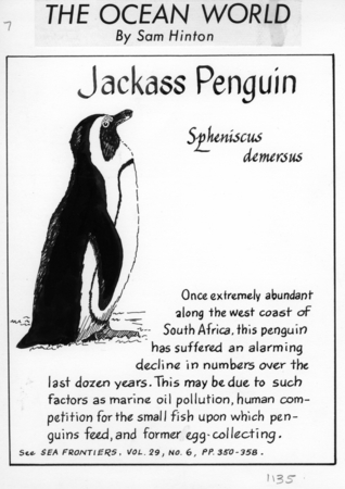 Jackass penguin: Spheniscus demersus (illustration from &quot;The Ocean World&quot;)