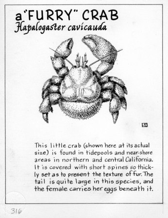 A &quot;furry crab&quot;: Hapalogaster cavicauda (illustration from  &quot;The Ocean World&quot;)
