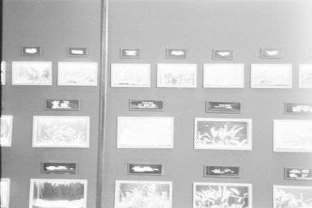 View of a wall of displays in the Steinhart Aquarium, in Golden Gate Park, San Francisco. Circa 1949.