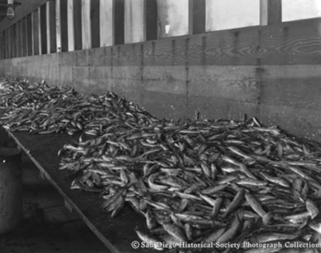 Piles of fish on floor of Neptune Sea Food Company cannery