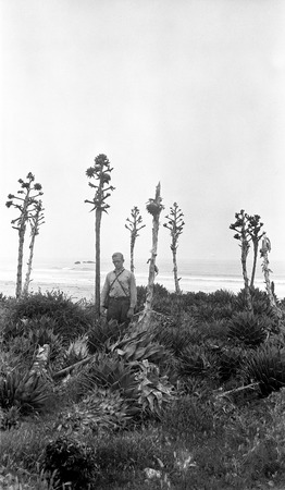 A stand of mescal (agave) at the edge of a cliff overlooking the sea just south of the Rosario Plain, near the northern ra...