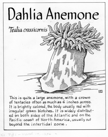 Dahlia anemone: Tealia crassicornis (illustration from &quot;The Ocean World&quot;)