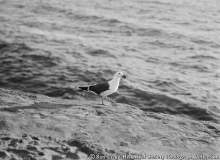 Close-up view of gull on rock