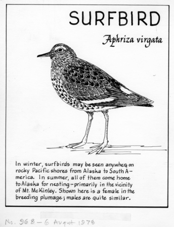 Surfbird: Aphriza virgata (illustration from &quot;The Ocean World&quot;)