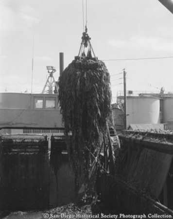 Unloading kelp from harvester for processing