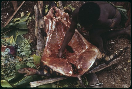 Food preparation: Mantyapai gathering blood from a butchered pig, Nemengomp