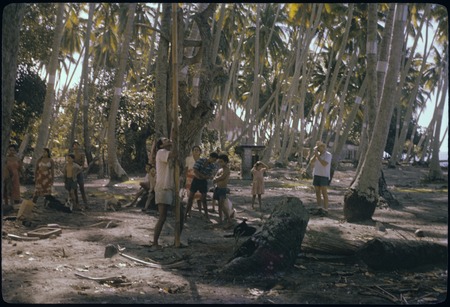 Mata&#39;i Taria archaeological excavation, Moorea: Mope removing coconuts for safety