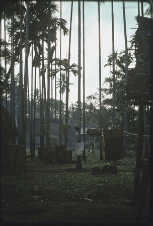 Barkcloth (tapa), hanging from lines under palm trees in village