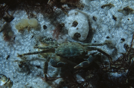 Crab on coral. Unknown date.