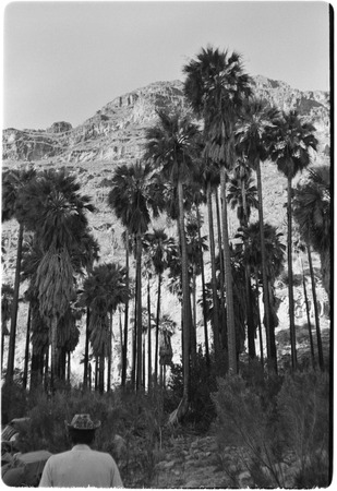 Palm trees in Cañon San Pablo near Rancho San Nicolás