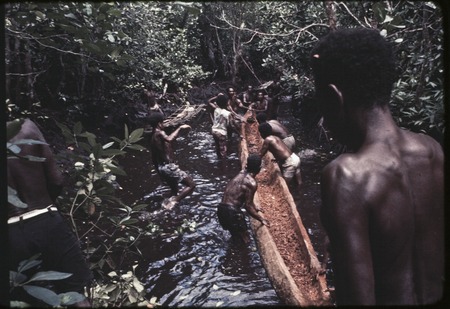 Canoe-building: men work together to bring hollowed log from forest, floating it on a stream in the mangrove swamp (wapasa)